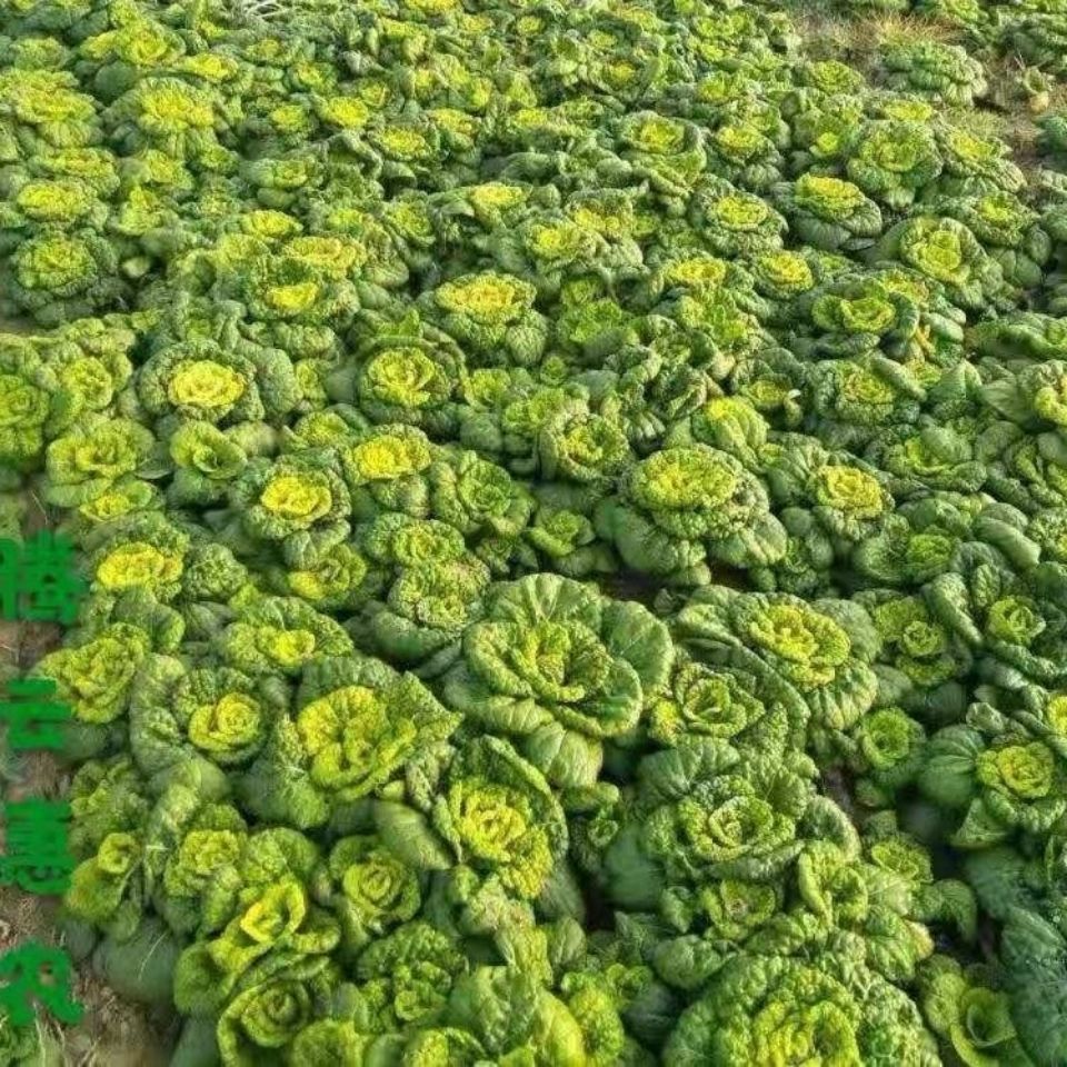 烏塌菜新鮮蔬菜農家自種烏心菜非黃心烏塌菜黃心白菜火鍋蔬菜 紙箱