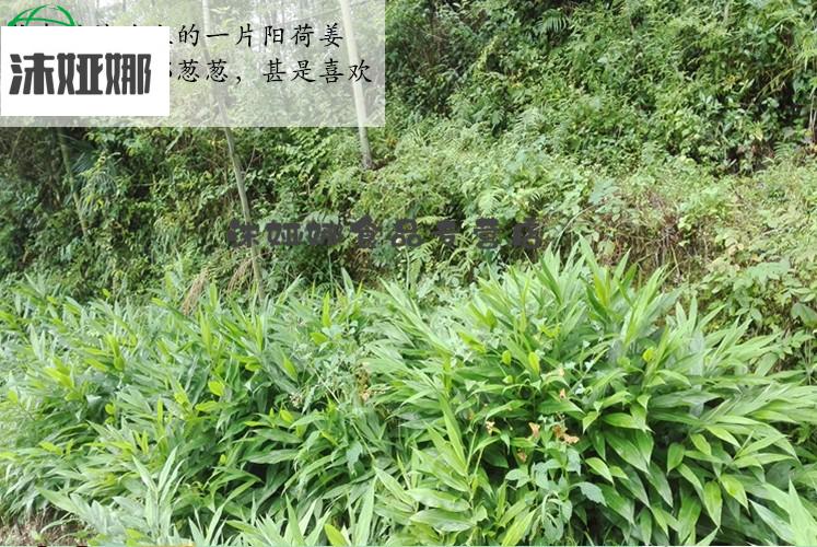 茗荷洋荷阳合新鲜洋荷阳藿阳荷姜蘘荷洋火洋合笋洋河姜500克【图片
