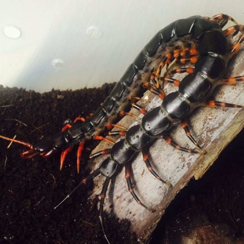 【京东推荐】海南间脚蜈蚣观赏爬虫宠物活体经典国产蜈蚣新手入门好养