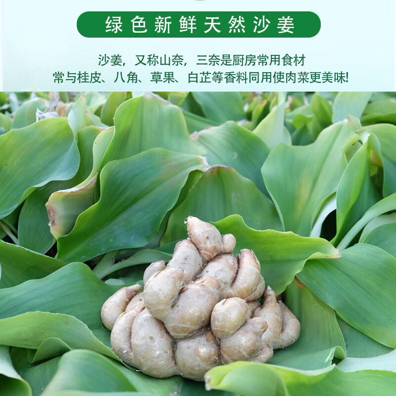 花中酷特产精选新鲜沙姜正宗白切鸡配料山奈个大香浓可种植1000g