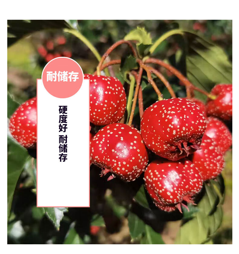 媚调山楂一斤装小金星鲜山楂果山里红酸甜秋金星甜山楂 100-200粒2f斤