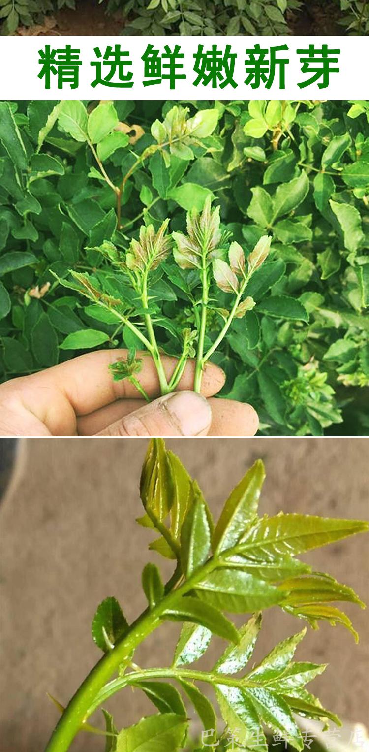 泡沫箱冰袋保鲜发货新鲜花椒芽食用花椒叶嫩芽树叶产地直销现摘现发