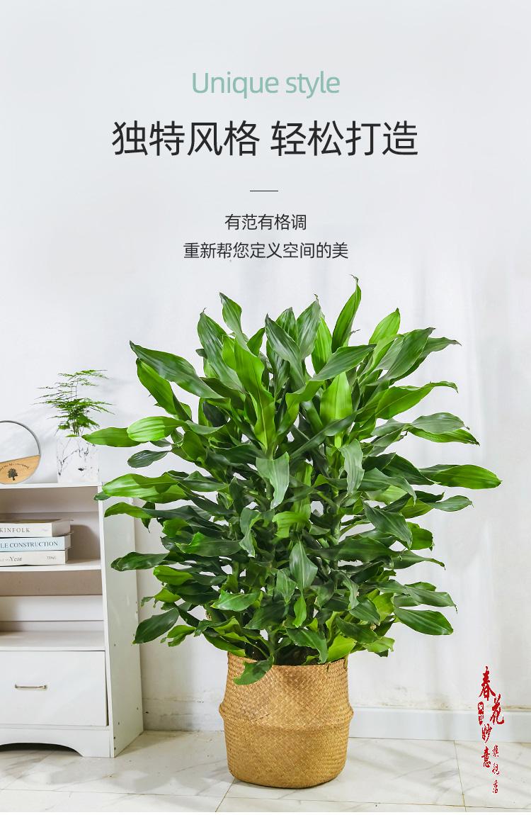 螺纹铁大型盆栽 青叶观叶植物办公室客厅室内绿植 高120-130cm含胶盆