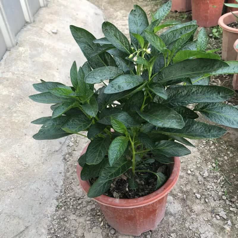 南北方果树苗长寿果地栽盆栽当年结果 人参果15-20cm高(原塑料盆发货)