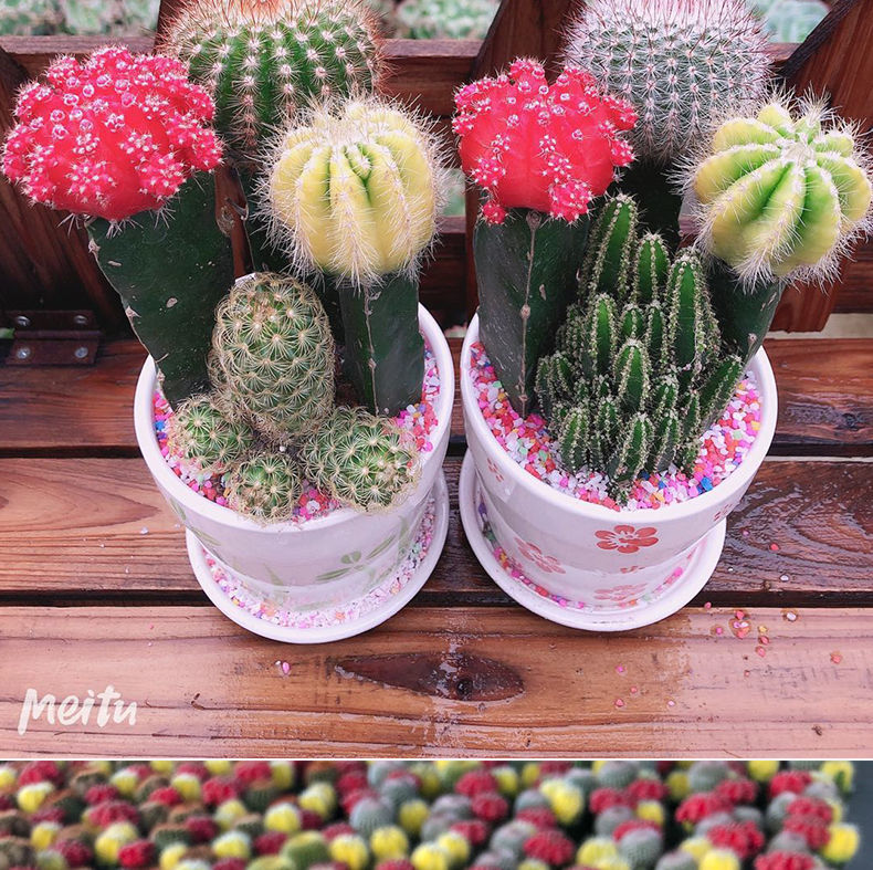 汇泉 彩色仙人球三色球组合开花盆栽室内新款多肉办公室桌面绿植易栽