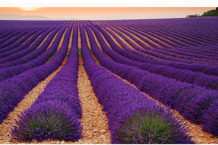 乐子君 法国种籽子室内植物种植马鞭草花卉小盆栽真花