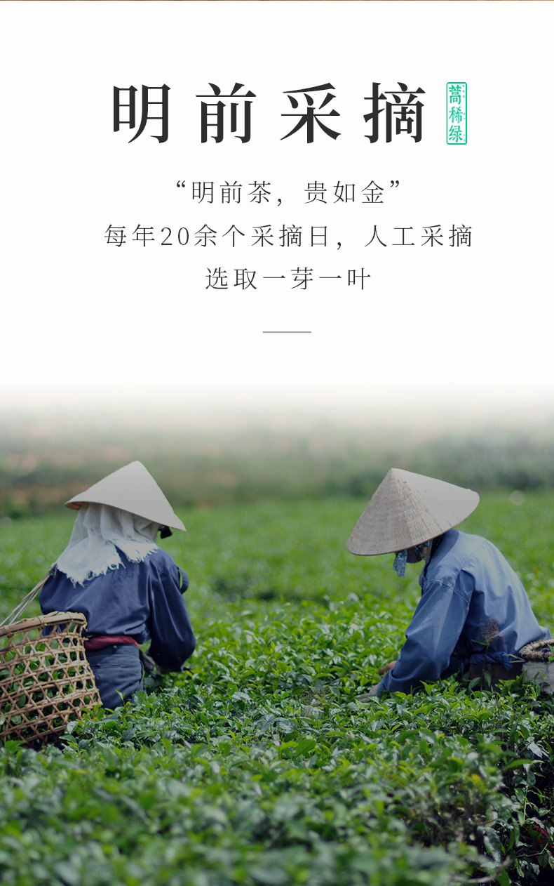 2020新茶紫阳毛尖富硒茶绿茶陕西安康蒿坪毛尖蒿稀绿茶叶【图片 价格