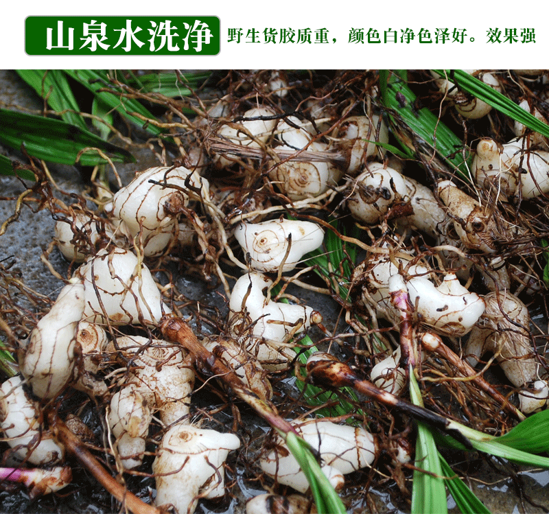 新鲜白芨贵州中药材用野生新鲜白芨白及中草药材三叉旱