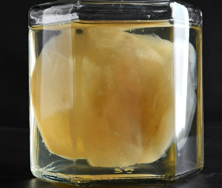 5折红茶菌菌种传统原瓶老胃宝护胃海宝菌母菌种醋蛾