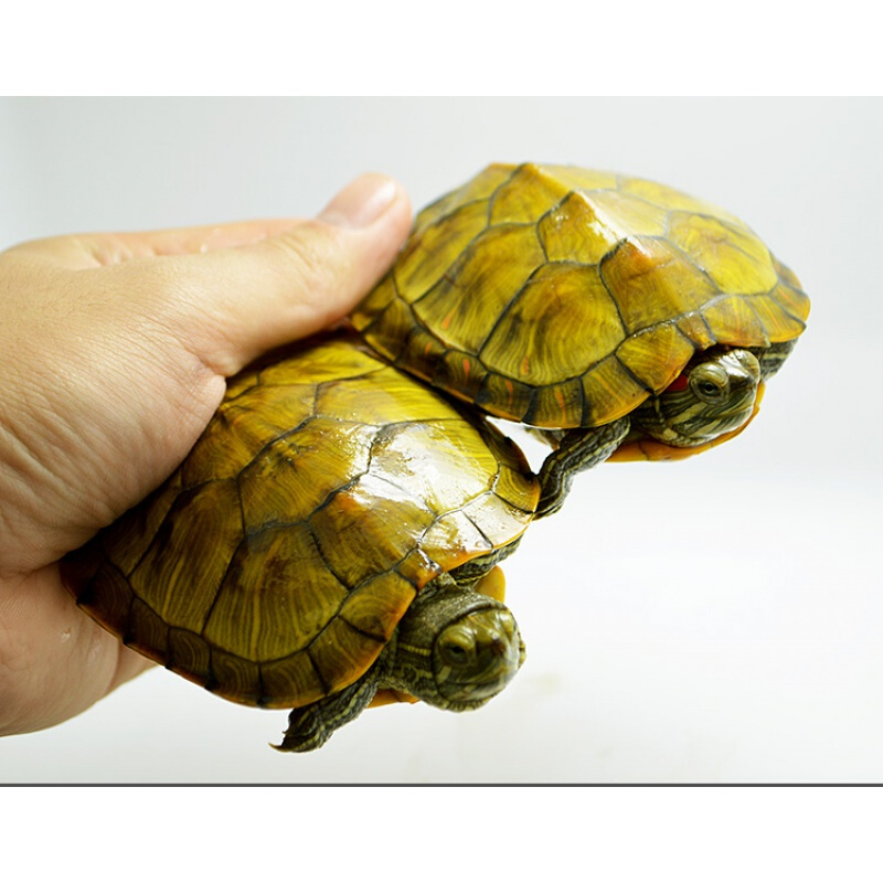 【京东推荐】大黄金巴西彩龟乌龟活宠物龟水龟活物龟一对 10-11厘米 2