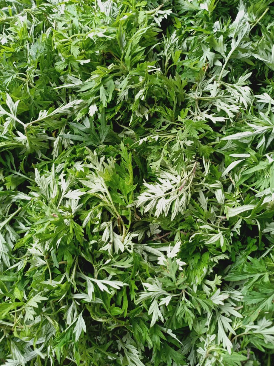 新鲜现摘艾叶艾叶草食用艾清明草青团糍粑艾草叶生艾叶艾篙叶 3斤