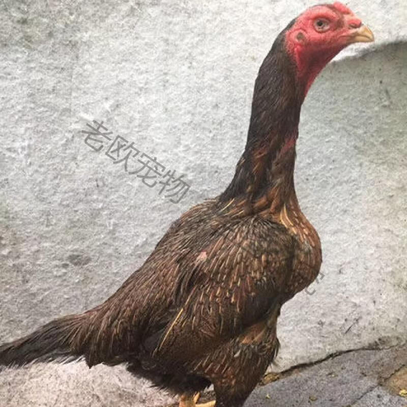老欧斗鸡母斗鸡越南斗鸡种母鸡非中原母斗鸡越南斗母鸡种云南发货 斗