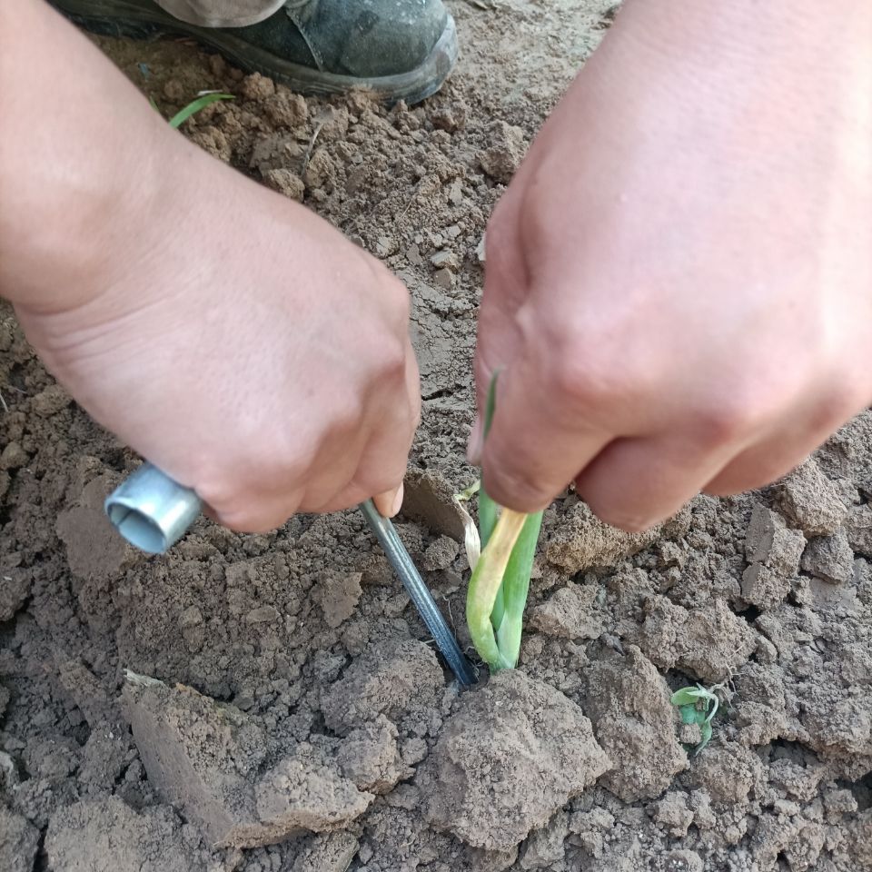 栽葱神器小葱栽苗器蔬菜栽苗器栽葱神器栽葱工具栽葱工具定制 科威顿