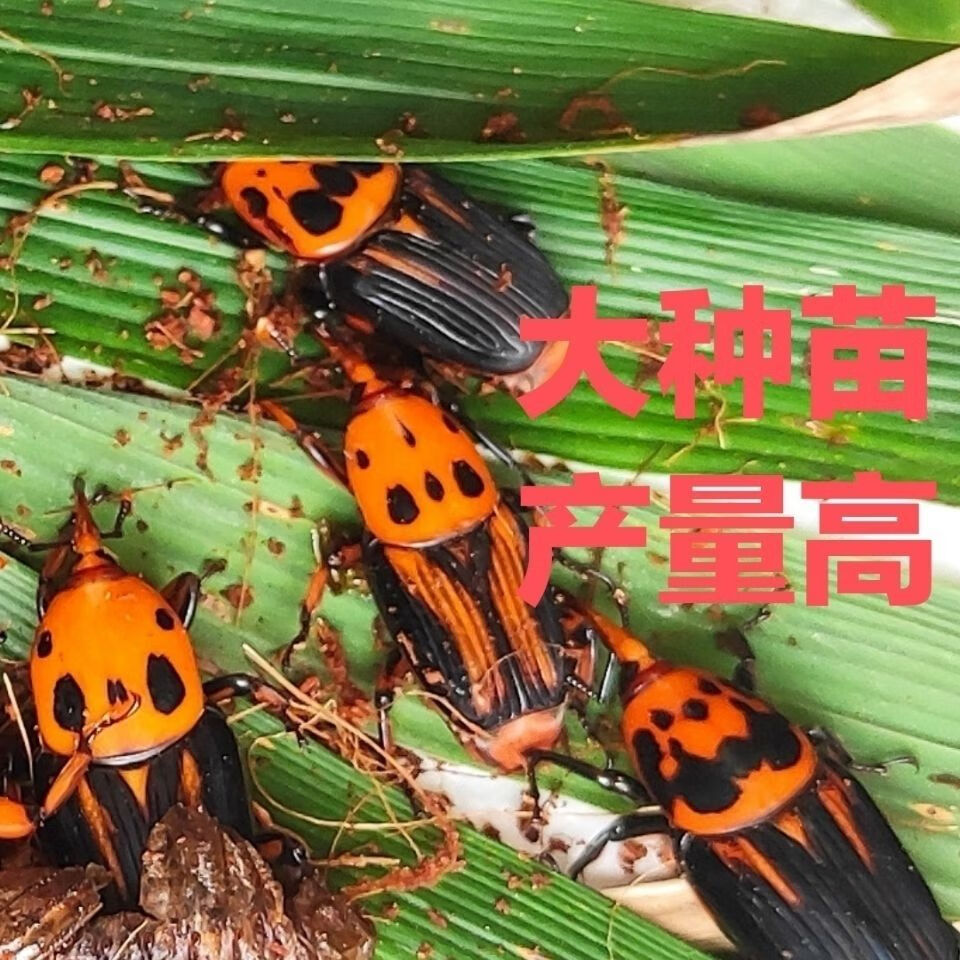 鸟用活体饲料 皇竹虫竹笋虫竹象虫活体成虫种苗种虫 100个种苗【图片