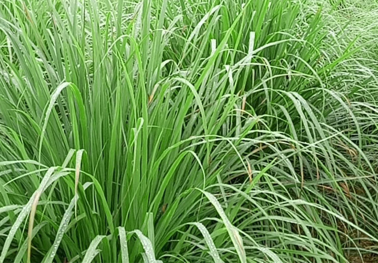 新鲜香茅草1-5斤 香矛草香毛草冬阴功汤料奶茶店东南亚菜配料 香茅苗5