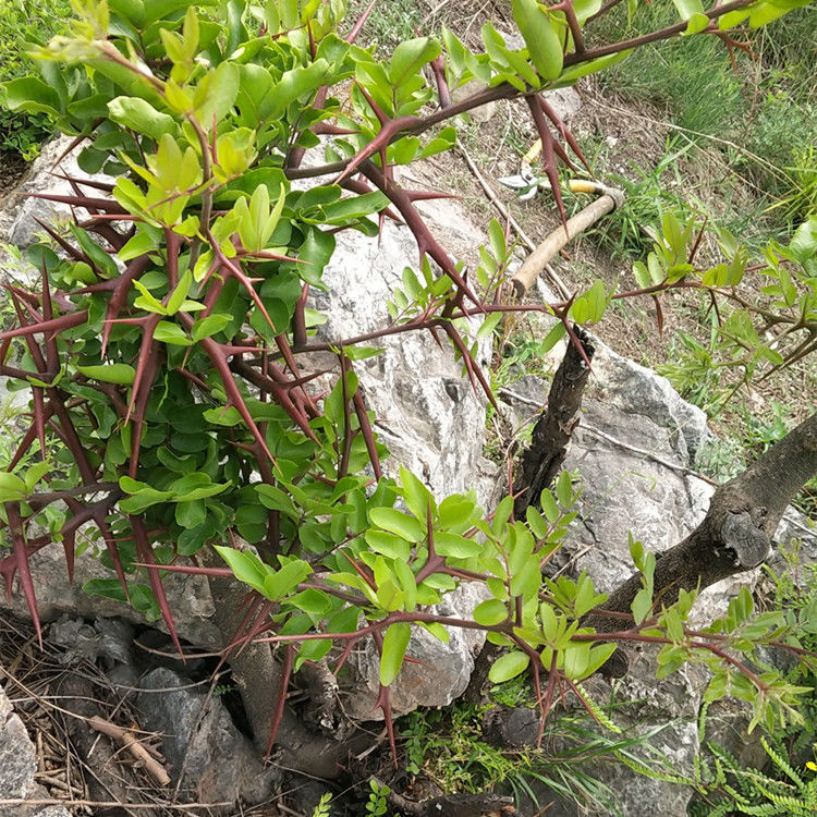 皂角刺500克 皂刺新鲜野生中药材个大刺磨皂刺粉 野生皂角刺500克