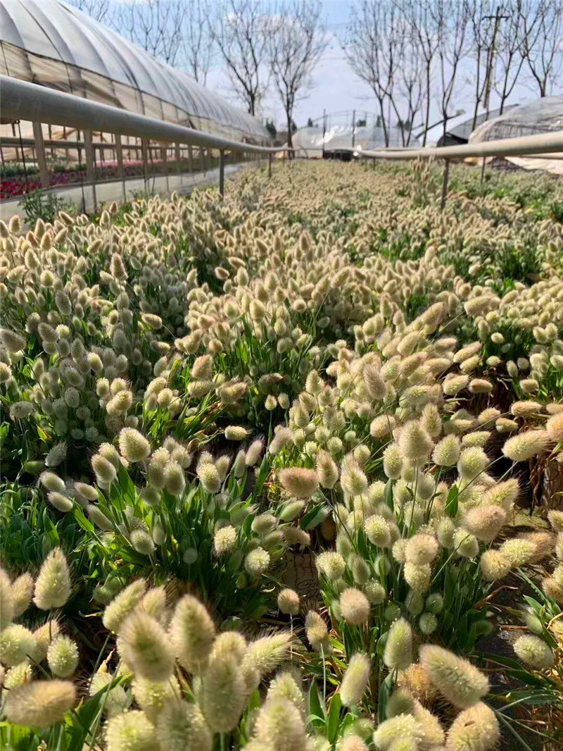 蓝羊茅观赏草地植物造景大苗盆栽耐寒耐旱多年生长z2粉黛乱子草1盆不