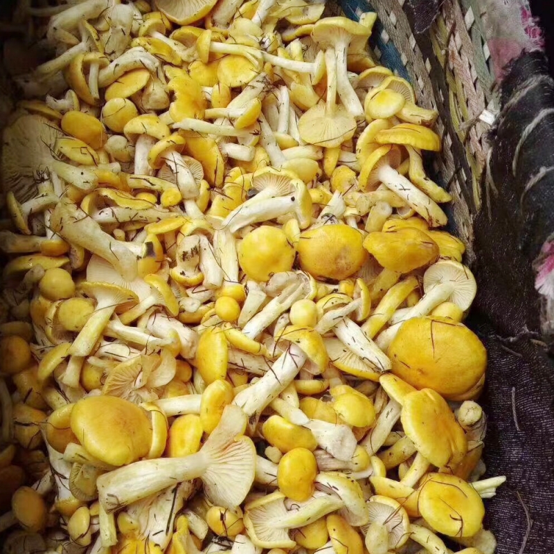 黄油蘑菇图片大全图片