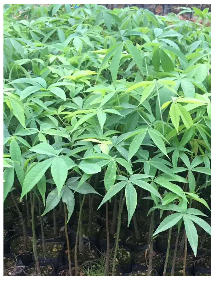 木棉树苗木棉花树苗庭院名贵观赏院子风景树大型绿化苗木门前花树