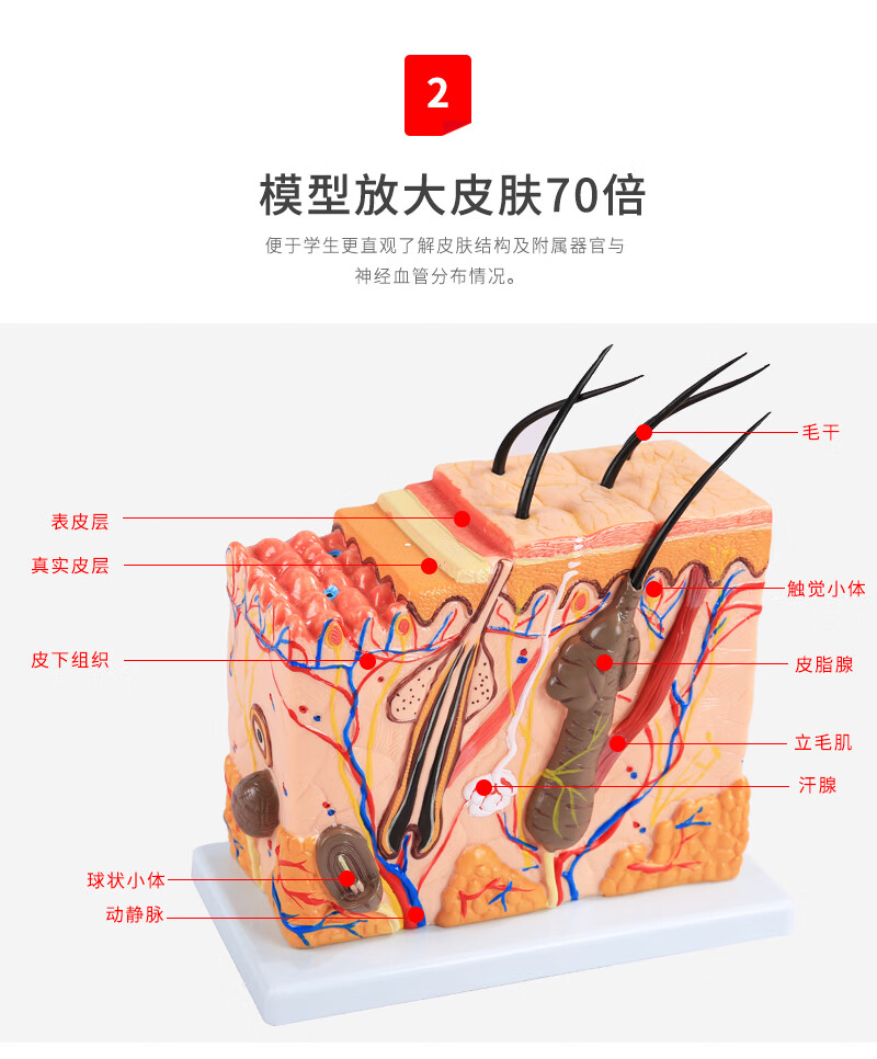 皮肤结构解剖模型美容教学皮肤组织层次立体构造微整形皮肤模型bixa10