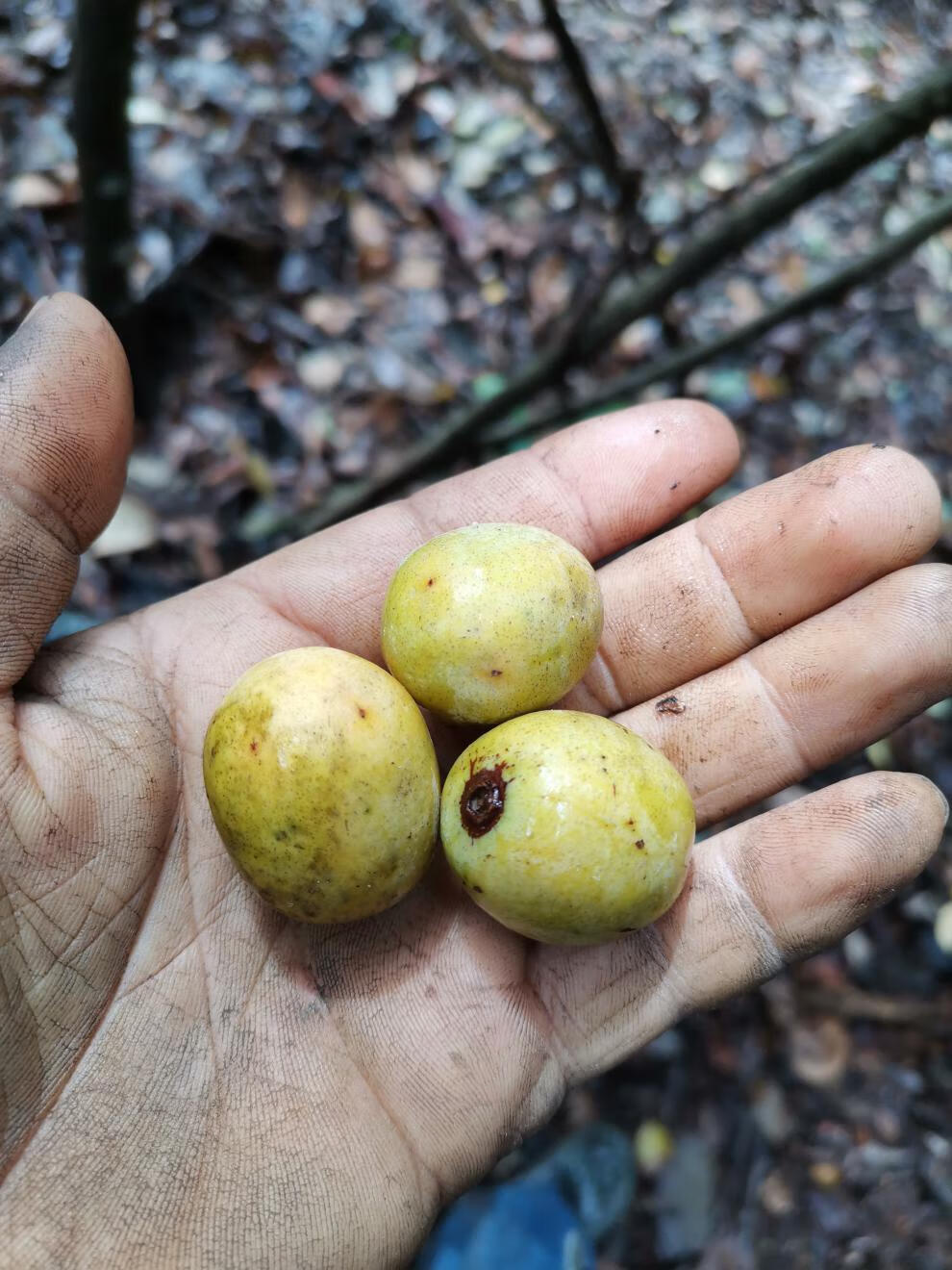 奢旺【产地直供】江西野生酸枣新鲜酸枣现摘现发南酸枣赣南五眼果鼻涕