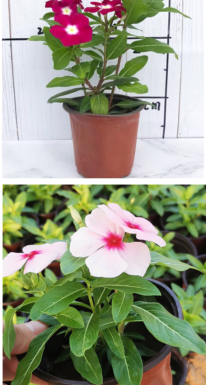 长春花天天开盆栽四季观花 五叶梅花苗花期 阳台窗台多品种 两套餐