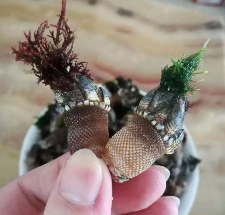 贝观音手 多规格 鹅颈藤壶狗爪螺 佛手螺 3斤【图片 价格 品牌 报价】