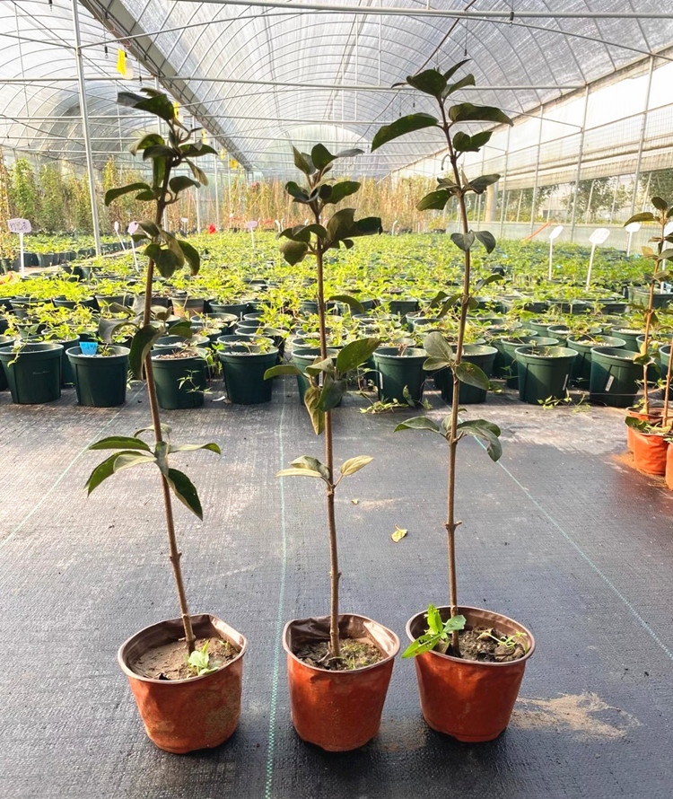 木本绣球树苗中华木绣球正宗大花斗球室内外庭院盆栽地栽耐寒花卉中华