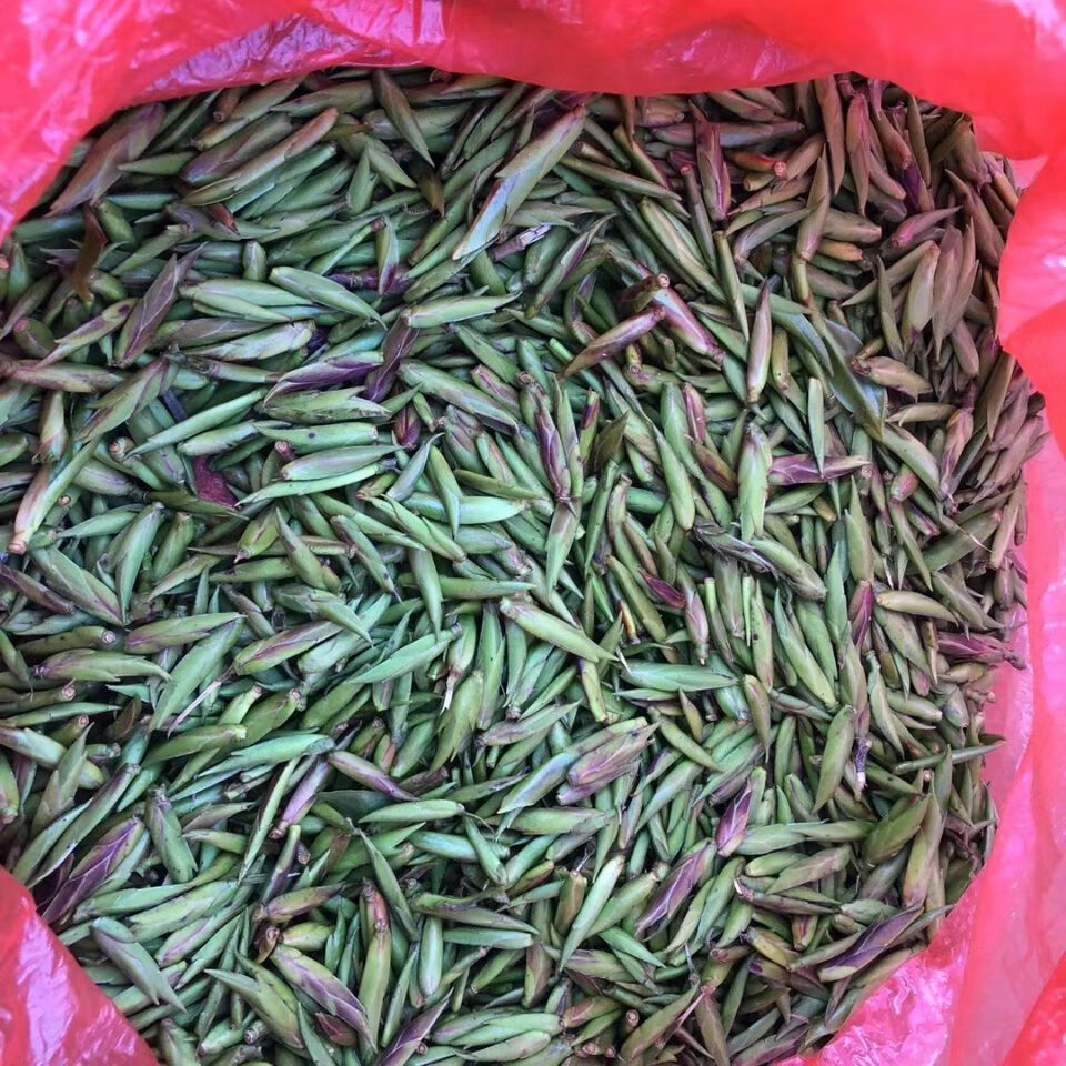 雀嘴茶 2022年早春明前云南小黑山古树普洱生茶紫芽孢红 500克【图片