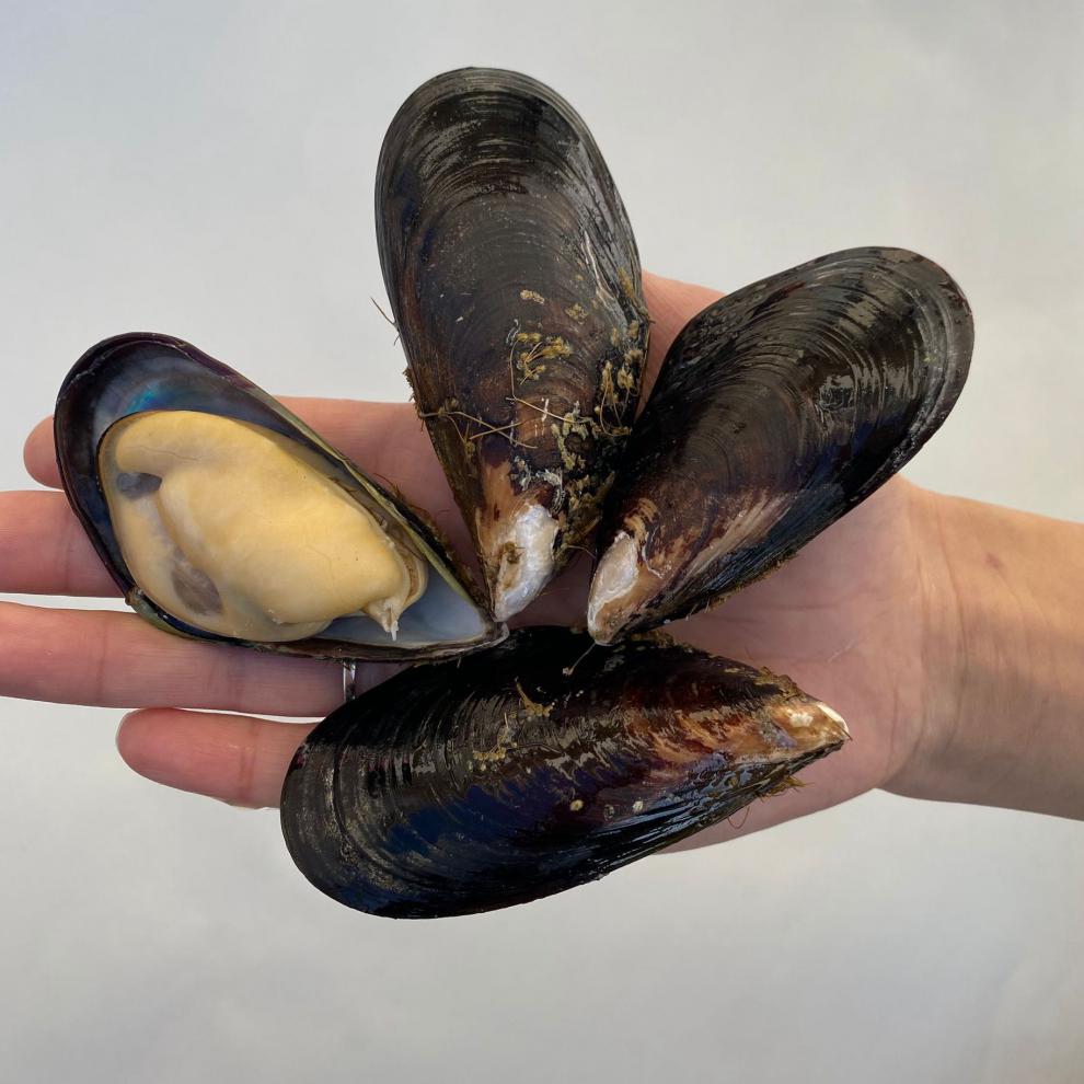 大青口贝鲜活特大海虹淡菜新鲜冷冻海鲜贻贝青口贝水产 3斤装【图片