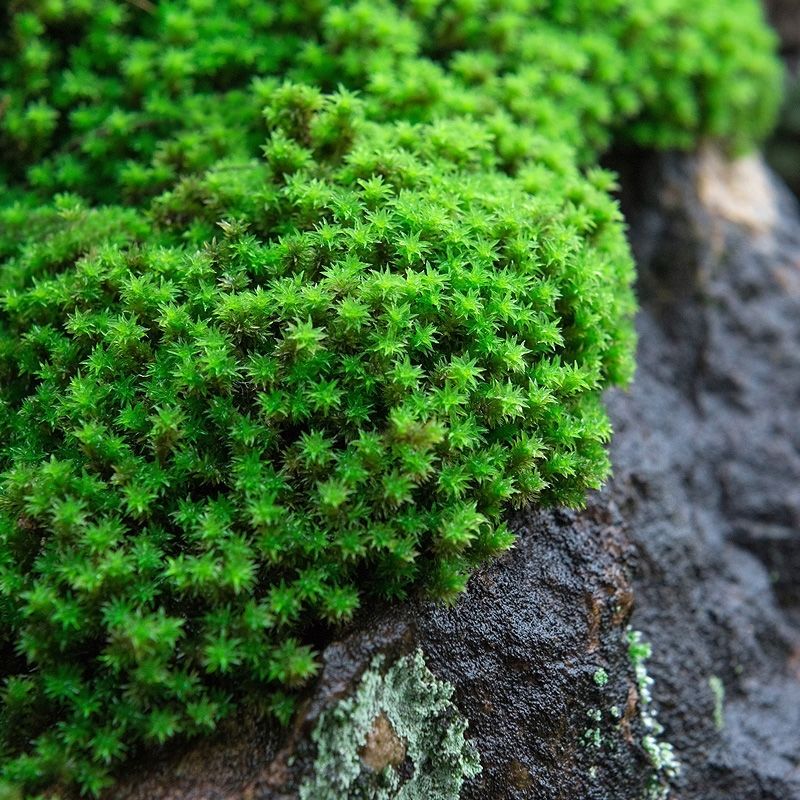 現貨直髮朵朵蘚白髮蘚短絨蘚苔蘚批發鮮活苔蘚青苔花卉盆栽鋪面微景觀