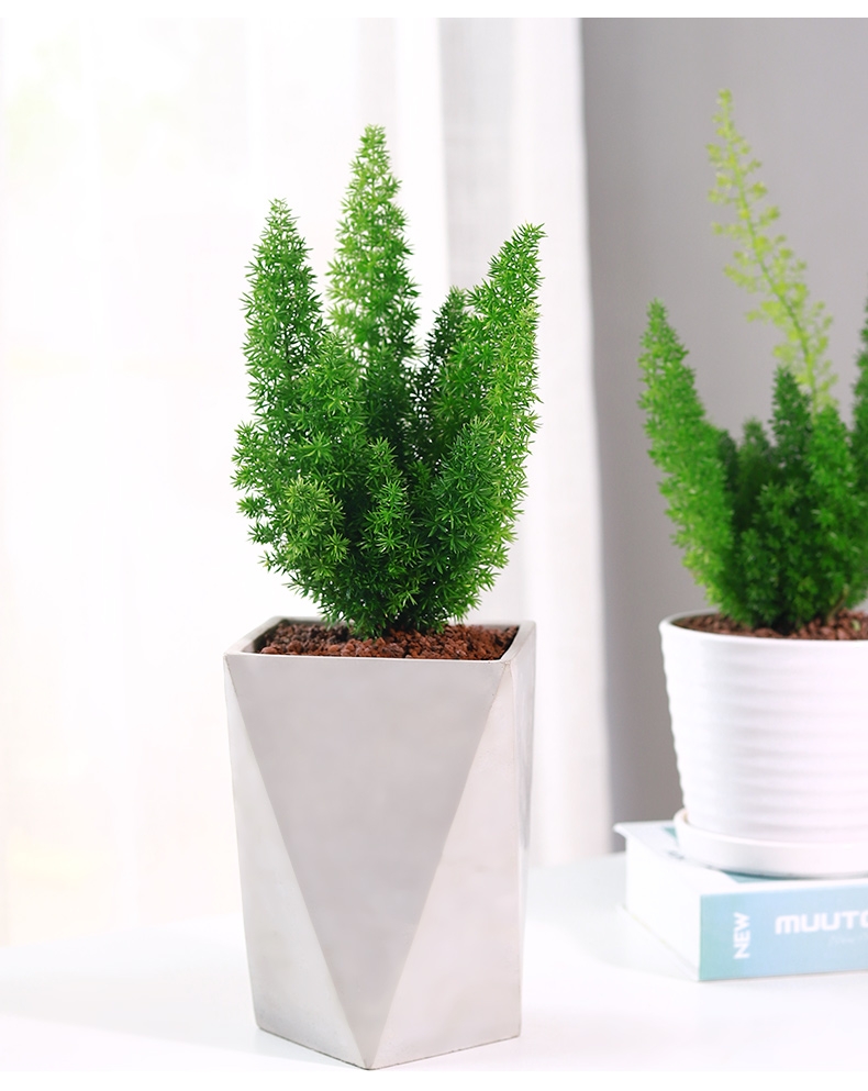 星派果狐尾天门冬盆栽植物办公室绿植好养活室内阳台室外小庭院别墅