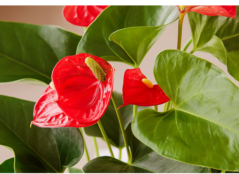 盆栽一帆风顺水培植物办公室室内花卉四季开花好养红掌盆栽花 原盆