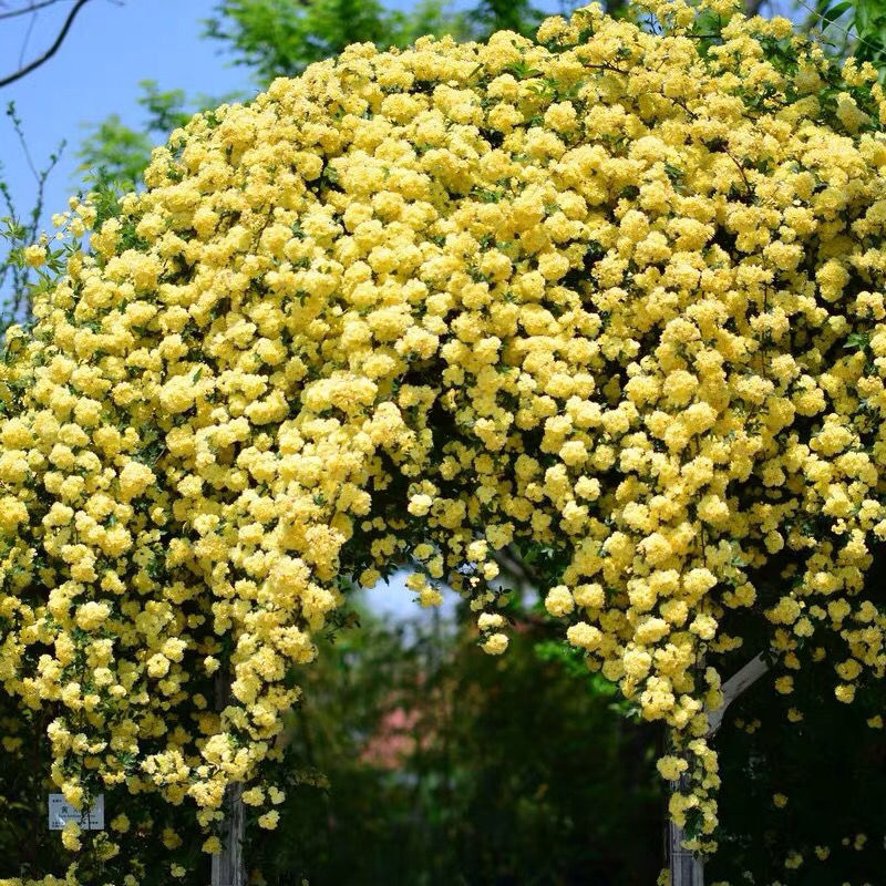 櫻之戀木香花苗爬藤大苗木香花帶土球月季花苗濃香七里香四季特大花苗