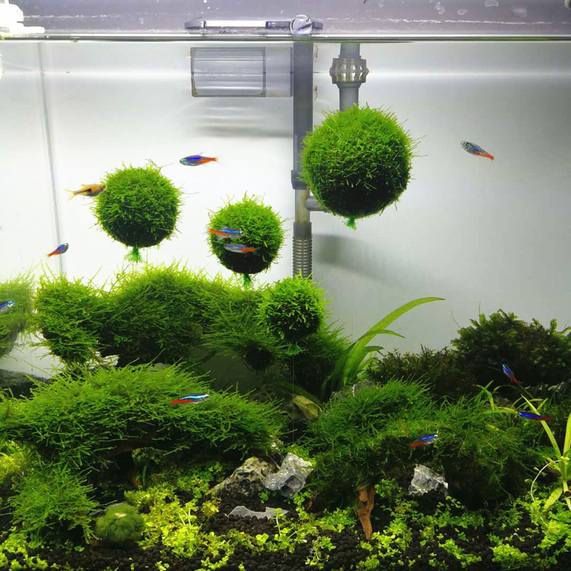 悬浮莫斯浮球绑好莫斯发货水族箱鱼缸造景水草打造悬浮意境造景观吊球