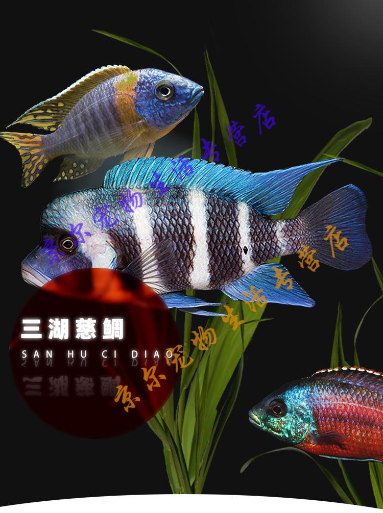 天弗三湖慈鯛魚馬雜雕三湖慈雕魚熱帶觀賞魚非洲王子血豔紅活體淡水