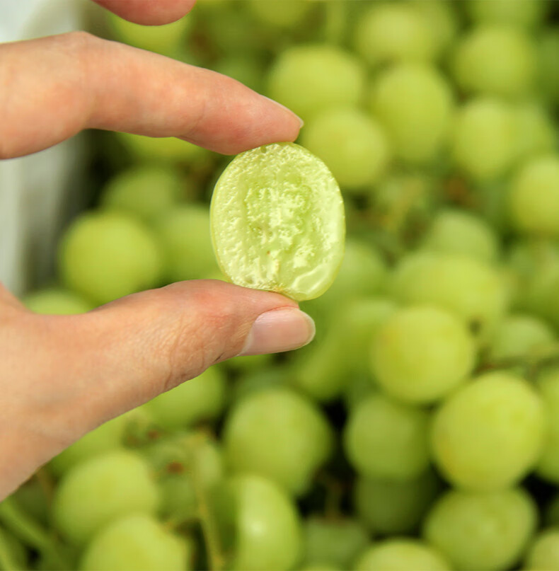 国产维多利亚青提葡萄新鲜孕妇水果青提绿提子新鲜水果生鲜入沪新鲜
