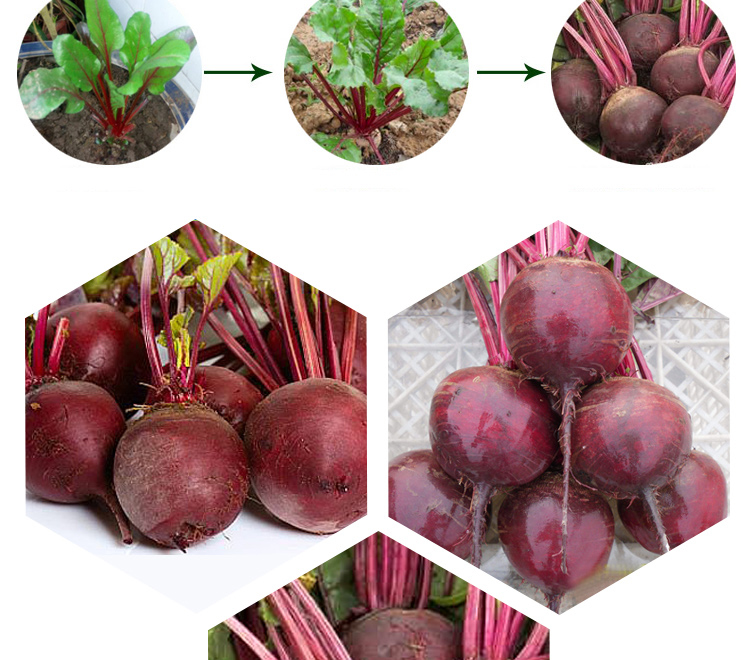 乐子君 甜菜根种子 散装红甜菜根种子田菜根红菜头芽苗菜紫红甜菜头