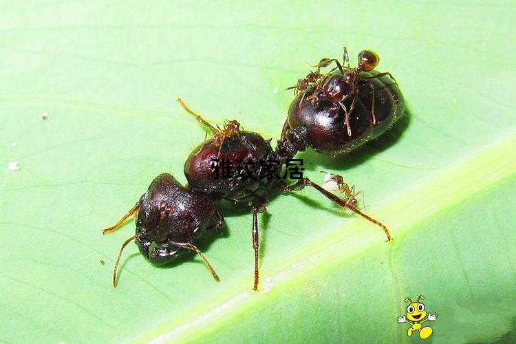 季肋jilei蚂蚁城堡全异巨首蚁0后1000工通常合巢用