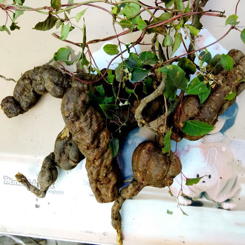 伏牛山深山野生何首乌新鲜何首乌赤首乌500克新鲜何首乌4斤