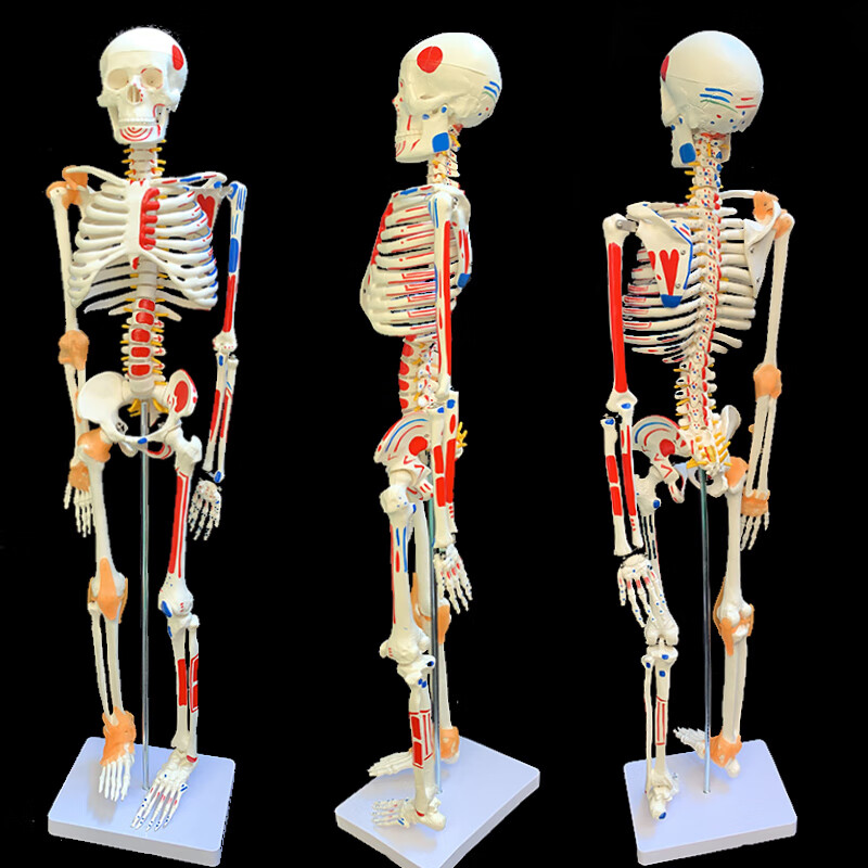 4585170cm人体骨骼模型骨架人体模型小白骷髅教学脊椎全身45厘米骨骼