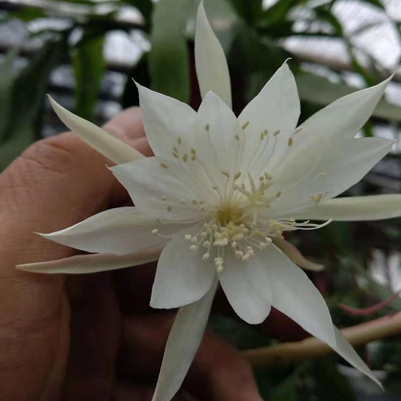 魚骨令箭卷葉曇花羽葉曇花小葉曇花盆栽植物 印尼小葉曇花 裸根不帶土