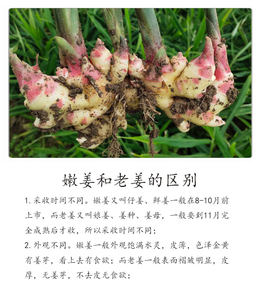 小黄姜红芽姜贵州高原新鲜姜农家原生态现挖现发新老生姜老姜1000g