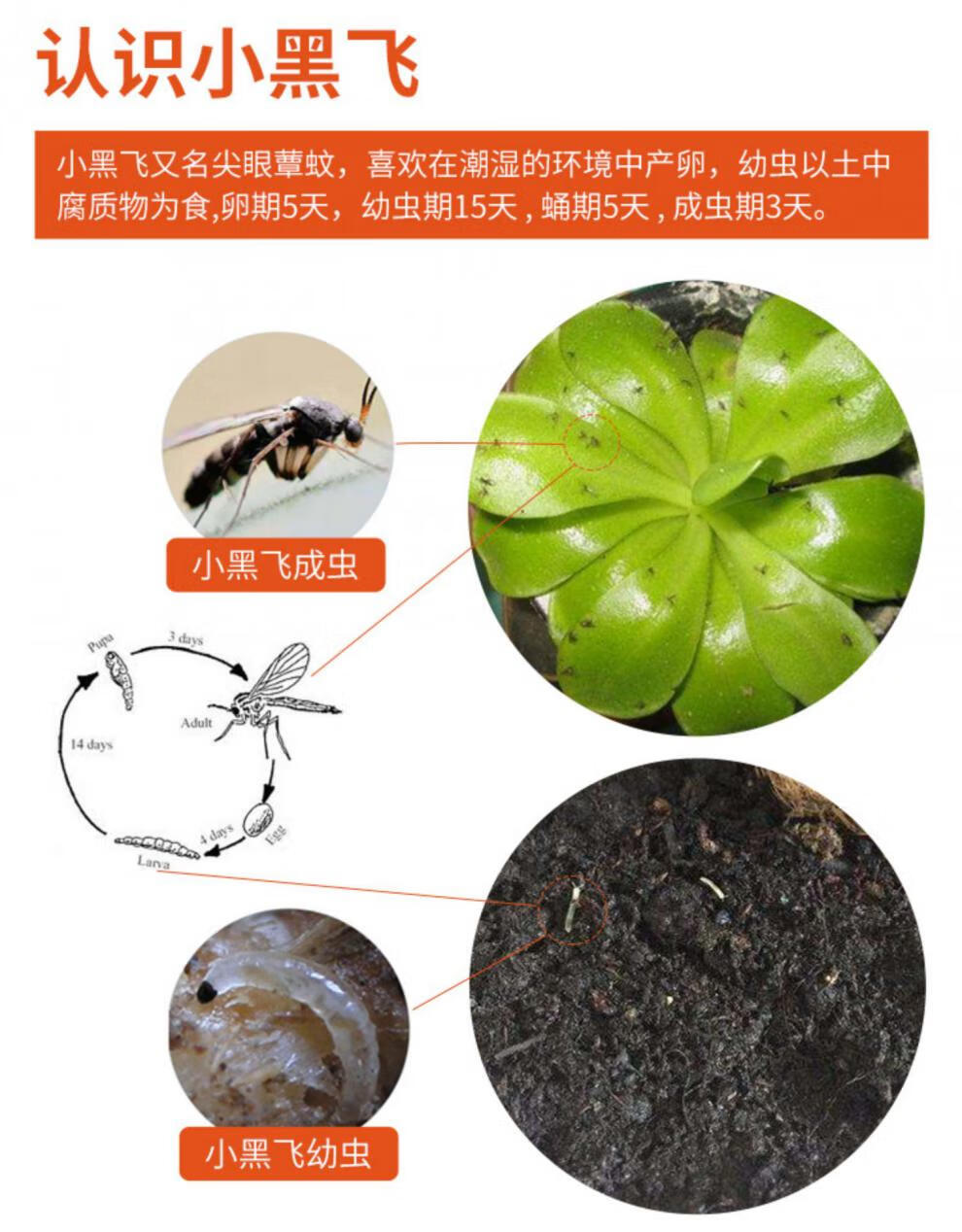 花卉小黑飞虫杀虫剂多肉小黑飞杀虫剂花卉植物小飞虫薄荷白粉虱专杀