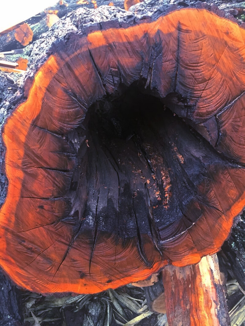 秋痕 雷击活枣树原木 雷击枣木 千年雷劈枣树真正自然雷击纹木条包邮