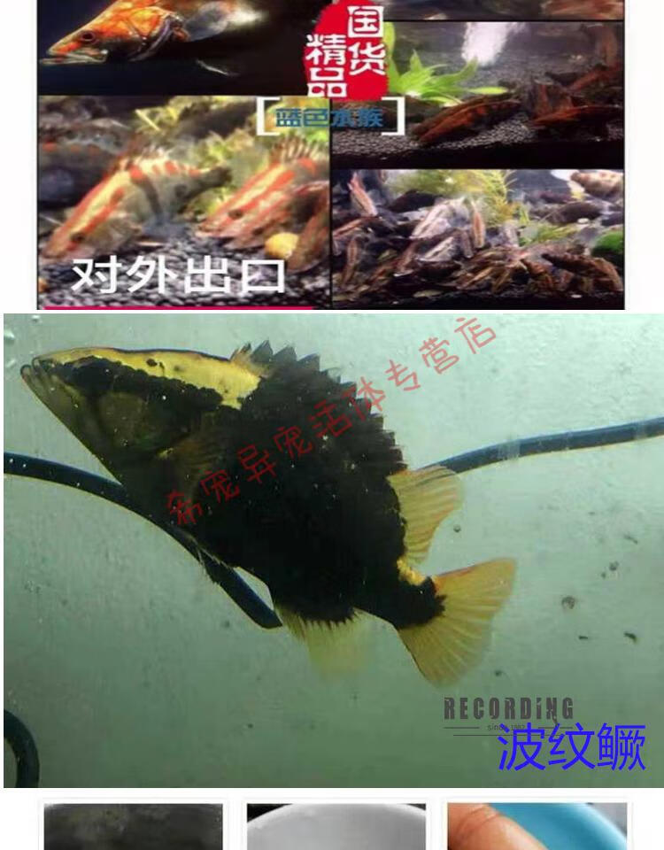 红纹鳜鱼水温图片