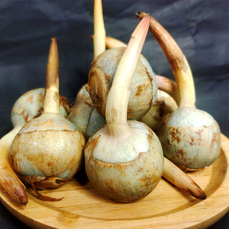 大茨菇批发慈姑云南新鲜茨菇现挖大茨菇火锅配菜芽茨菇苗5000g
