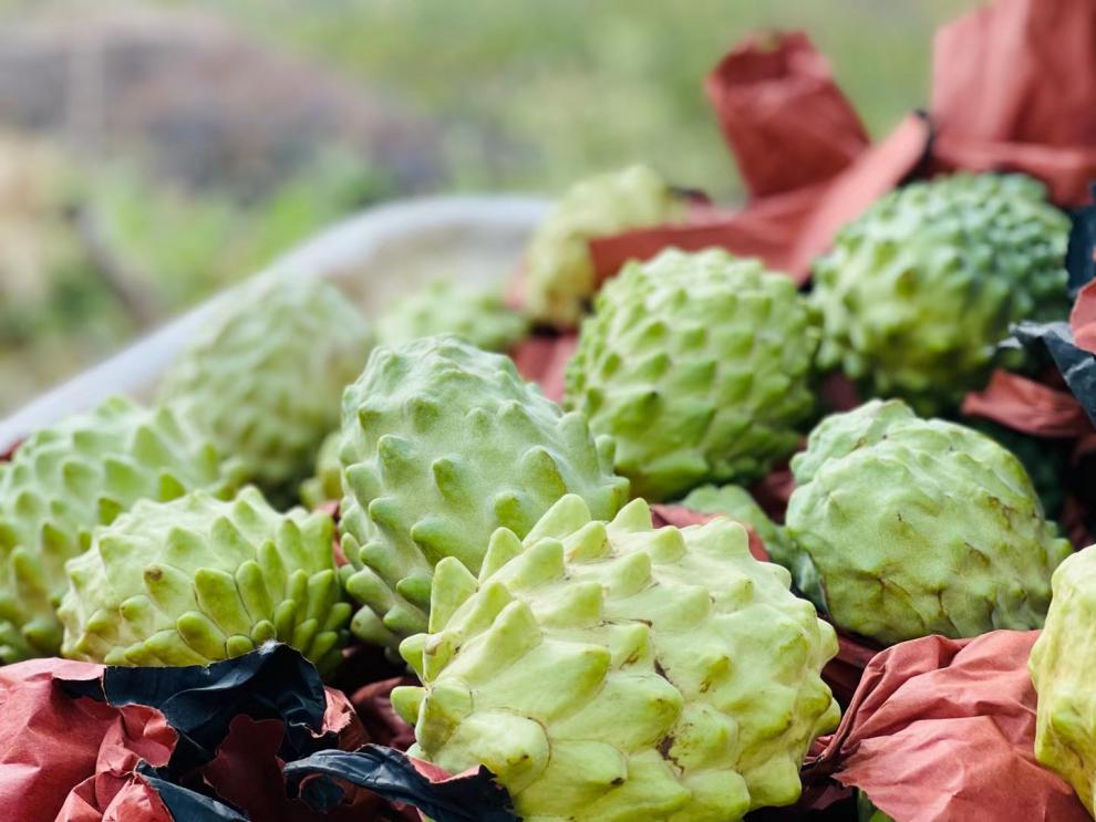 骄瑰顺丰速运牛奶凤梨释迦果攀枝花番荔枝佛头果5斤新鲜大果当季现摘