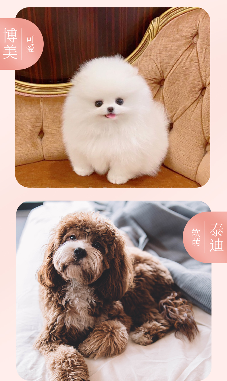 纯种泰迪幼犬贵宾犬长不大宠物狗狗活幼体茶杯犬小型犬飞耳灰泰迪朴彩