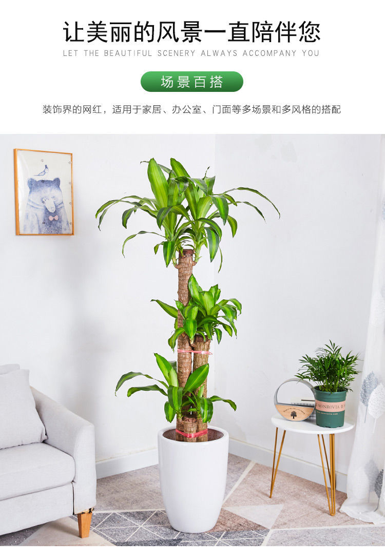 巴西木盆栽幸运木办公室室内除甲醛植物发财树盆栽巴西铁盆景绿植两杆